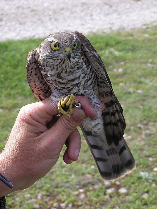 Eurasian Sparrowhawk, Sundre 20050725